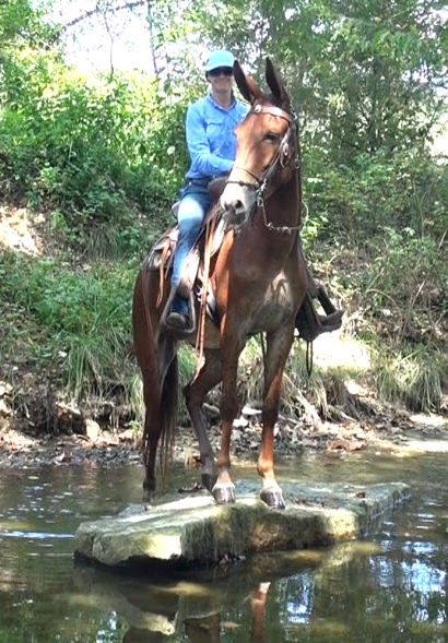 gaited mule